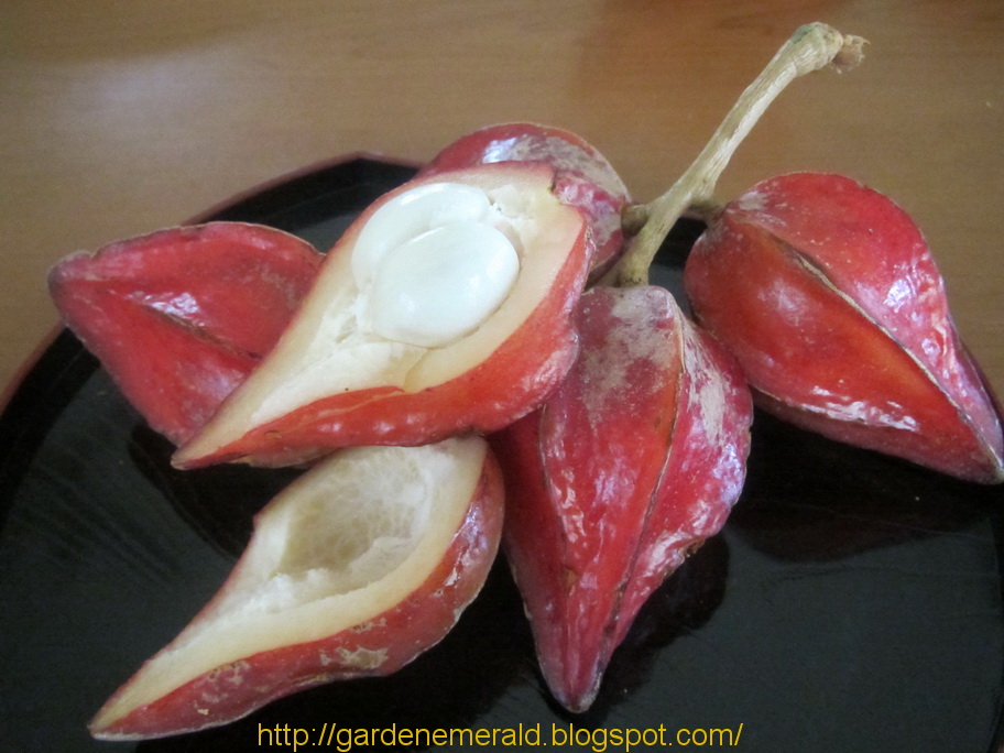 باکورآ آنگولاتا